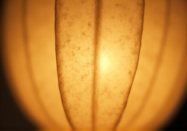 和紙を通した柔らかな照明